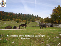 Patrimonio Silvo-Pastorale Comunale Montano